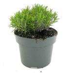 Lavandula ang. Little Lady