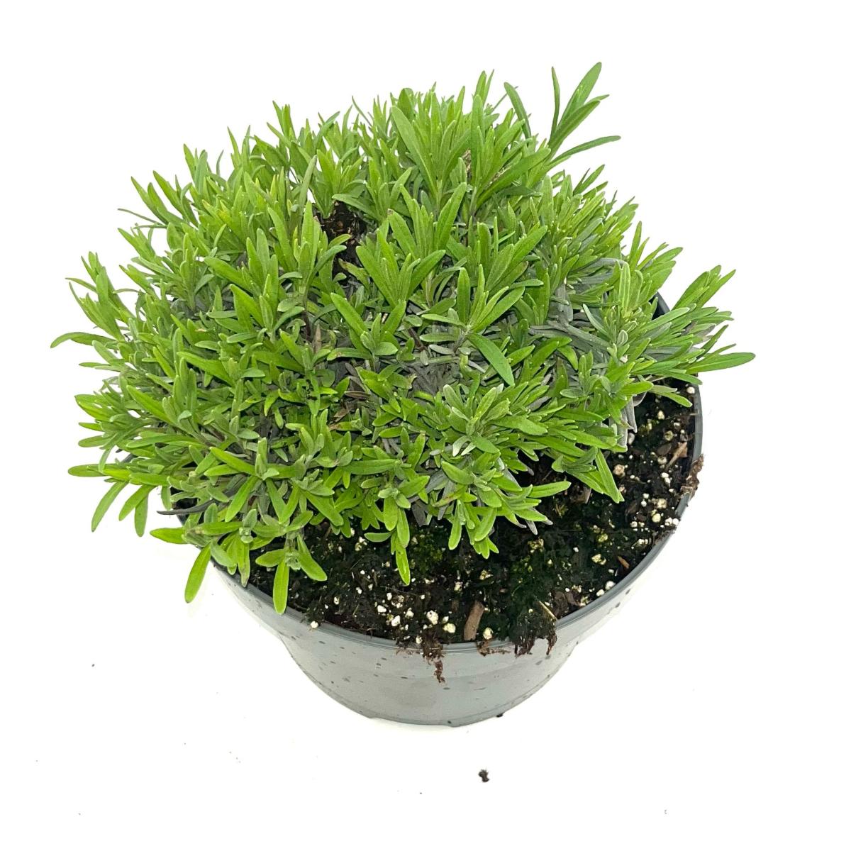 Lavandula ang. Little Lady