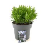 Lavandula ang. Little Lady