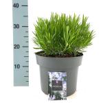 Lavandula ang. Little Lady