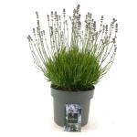 Lavandula ang. Little Lady