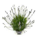 Lavandula ang. Little Lady