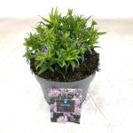 Aster (D) 'Lady in Blue'