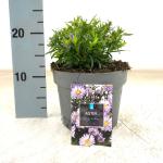 Aster (D) 'Lady in Blue'