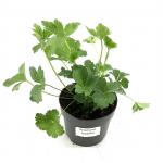 Anemone leveillei