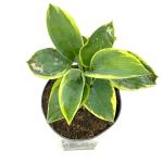 Hosta 'Frances Williams'