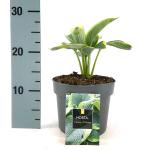 Hosta 'Frances Williams'
