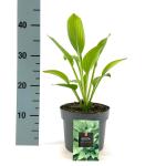 Hosta 'Royal Standard'
