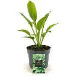 Hosta 'Royal Standard'