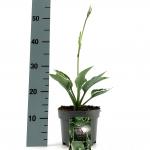 Hosta 'Francee'