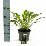 Hosta 'Francee'