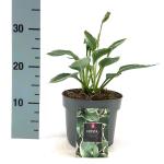 Hosta 'Francee'