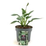 Hosta 'Francee'
