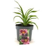 Hemerocallis 'Little Missy'