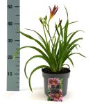 Hemerocallis 'Little Missy'
