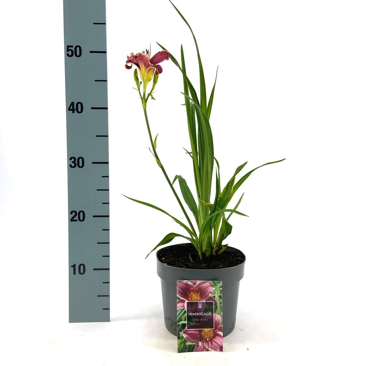 Hemerocallis 'Little Missy'
