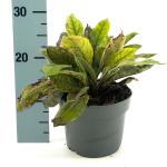 Pulmonaria 'Blue Ensign'