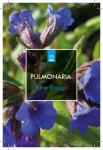 Pulmonaria 'Blue Ensign'