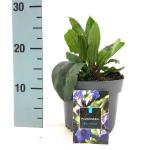 Pulmonaria 'Blue Ensign'