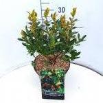 Arbutus unedo 'Compacta'