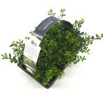 Ilex crenata