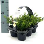 Ilex crenata