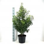 Prunus lusitanica 'Angustifolia'