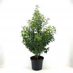Prunus lusitanica 'Angustifolia'
