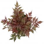 Astilbe (A) 'Fanal', rood