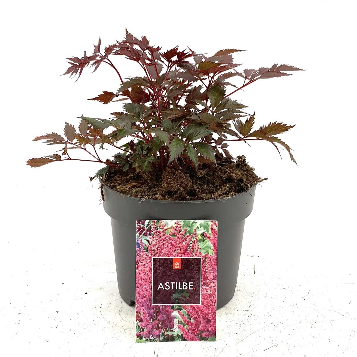 Astilbe (A) 'Fanal', rood