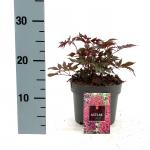 Astilbe (A) 'Fanal', rood