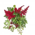 Astilbe (A) 'Fanal', rood