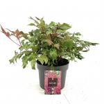 Astilbe (A) 'Fanal', rood