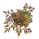 Astilbe (A) 'Fanal', rood