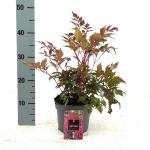 Astilbe (A) 'Fanal', rood
