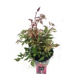 Astilbe (A) 'Fanal', rood