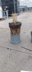 Panicum virgatum 'Northwind'