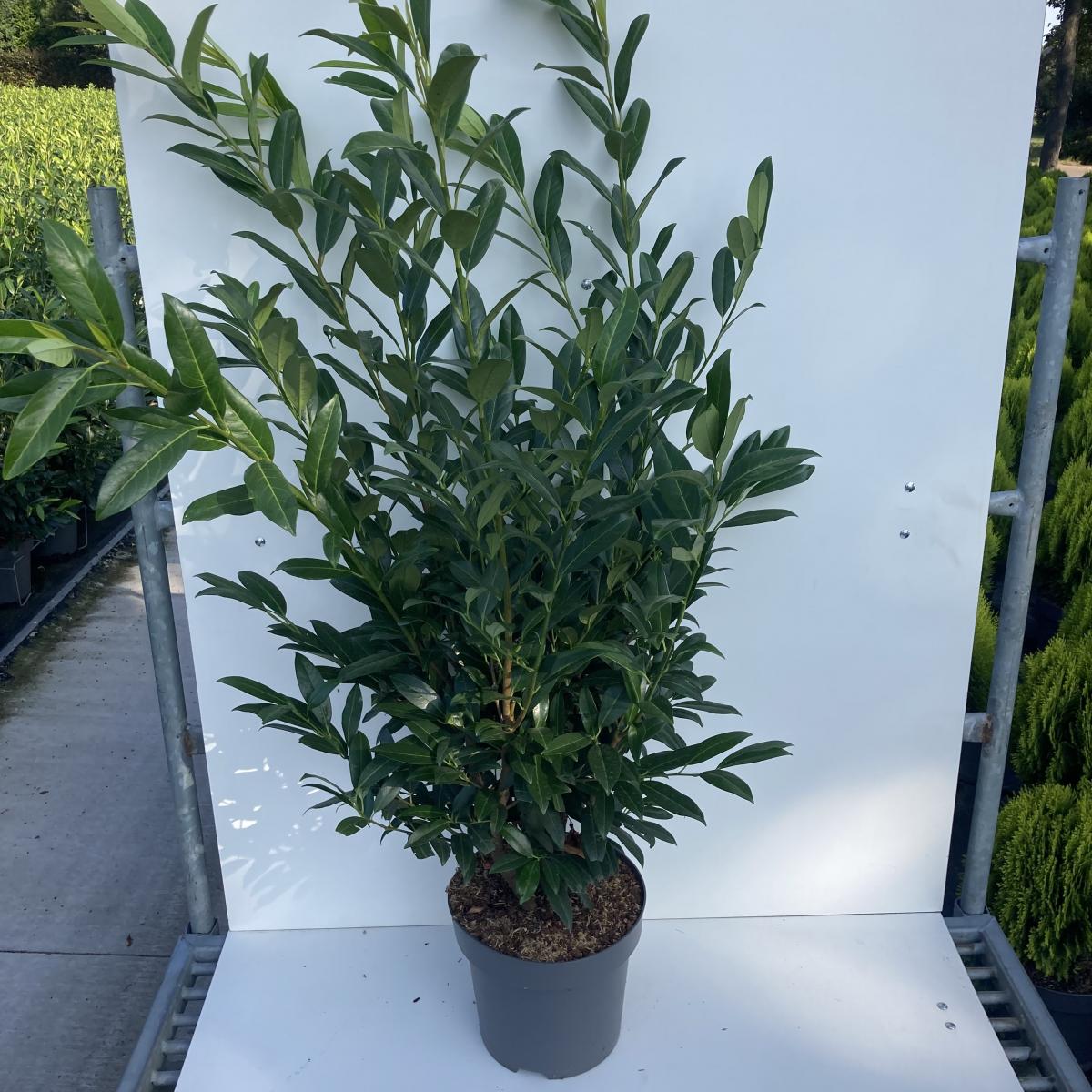 Prunus l. 'Caucasica'