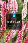 Persicaria aff. 'Darjeeling Red'