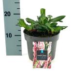 Persicaria aff. 'Darjeeling Red'