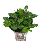 Persicaria aff. 'Darjeeling Red'