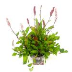 Persicaria aff. 'Darjeeling Red'