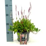 Persicaria aff. 'Darjeeling Red'