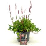 Persicaria aff. 'Darjeeling Red'