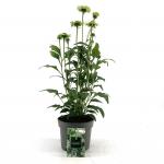 Echinacea p. 'Green Jewel'