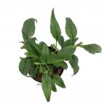 Echinacea p. 'Green Jewel'
