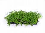 Thymus serpyllum