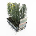 Taxus baccata