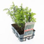 Taxus baccata