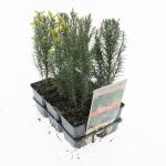 Taxus baccata